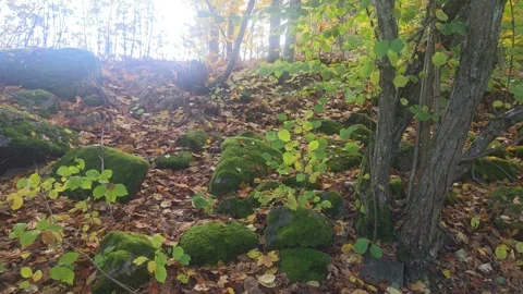 Looking Up A Dark Forest Slope Toward Tree Trunk Silhouettes Stock Footage 348170519