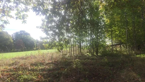 Looking From Dark Shadow Into A Bright Green Field Bordered By Forest Stock Footage 348029019