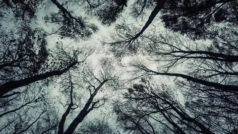 Looking Up at Dark Tree Branches in Overcast Sky Stock Footage 346038229