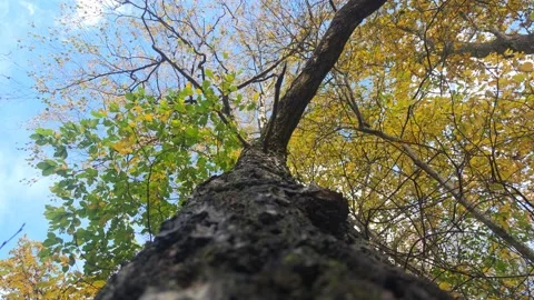 Looking Up The Dark Trunk Of An Autumn Tree Toward Blue Sky Stock Footage 348767613