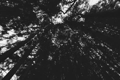 Looking Up at Dark Winter Trees in a Silent Forest Stockfoto's