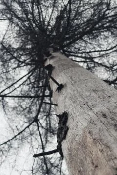 Looking up a dead spruce tree trunk with dry branches Stock Photos