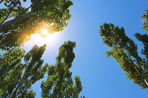 Looking up deciduous forest trees with sunlight. Bottom view background Stock Photos