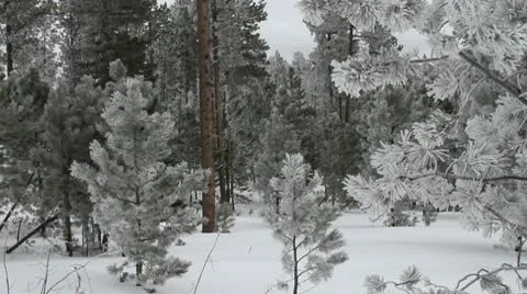 Looking deep into a forest of ice covered trees Stock Footage 10743423