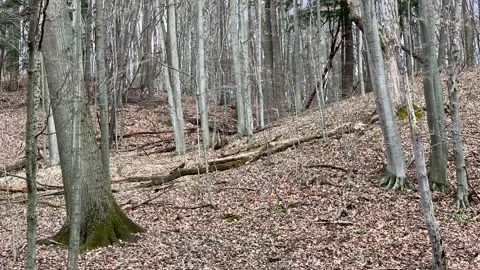 Looking for Deer in the Forest Stock Footage 156352814