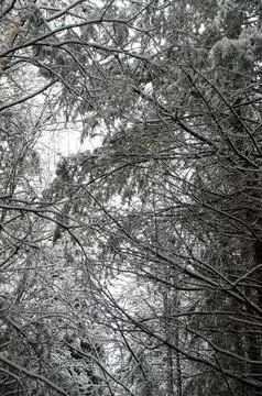 Looking up at a dense canopy of snow-covered trees Foto stock