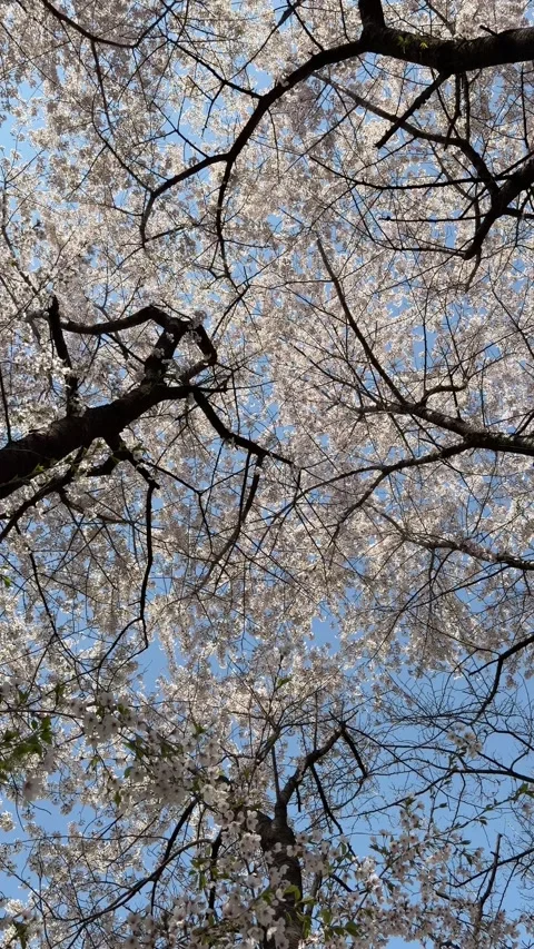 Looking Up at Dense Cherry Blossom Canopy and Blue Sky Stockbeeldmateriaal 337562625