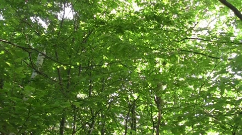 Looking at dense crown of trees overhead 49 Stock Footage 58286241