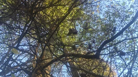 Looking Up Into Dense Dark Branches Of A Large Tree Stockbeeldmateriaal 348177512