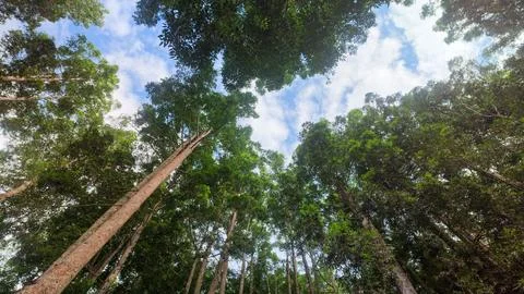 Looking Up At Dense Forest Canopy and Tall Trees Against Cloudy Blue Sky 스톡 사진