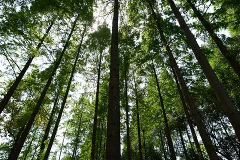 Looking up at the dense forest from a low angle, the sun shines through the leav Stock Photos