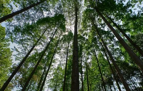 Looking up at the dense forest from a low angle, the sun shines through the leav Stock Photos