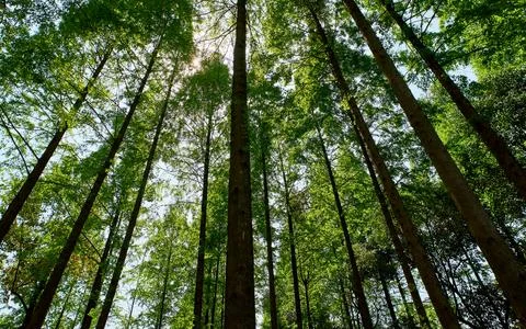 Looking up at the dense forest from a low angle, the sun shines through the leav Stock Photos