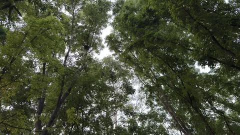 Looking Up at a Dense Green Forest Canopy Against Bright Sky 库存照片