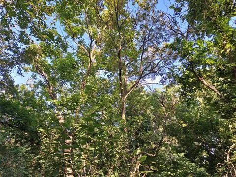 Looking up at dense green forest tree canopy against a blue sky. Stock Photos