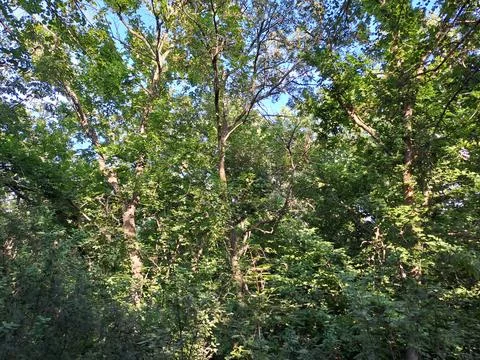 Looking up at dense green forest tree canopy against a blue sky. Stock Photos