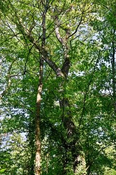 Looking up at dense green forest tree canopy Stock Photos