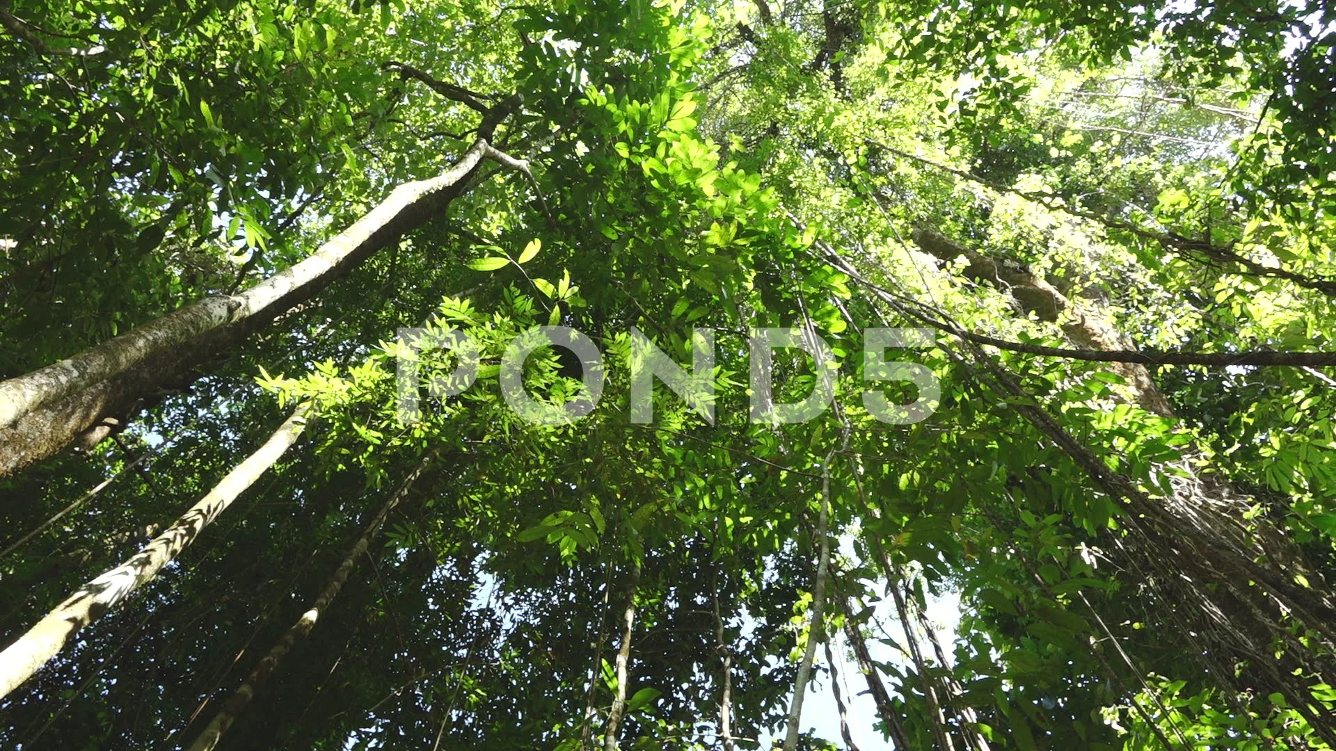 Looking Up at Dense Jungle Canopy with Stock Video Pond5
