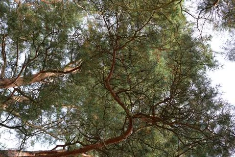 Looking up into a dense pine canopy with sunlight filtering through branche.. Fotos Stock