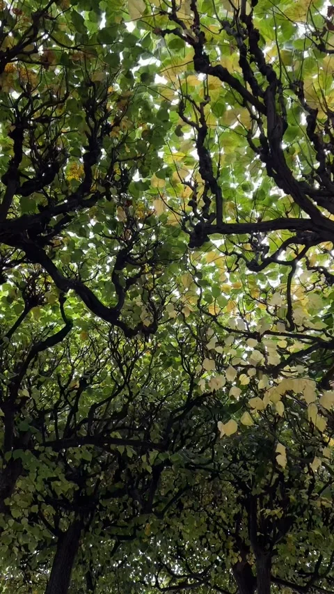 Looking Up at a Dense Tree Canopy in Saxony Stock Footage 317611575