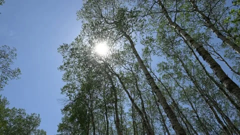 Looking up directly into the sun in a blue sky above an aspen forest  Stock Footage 156044888
