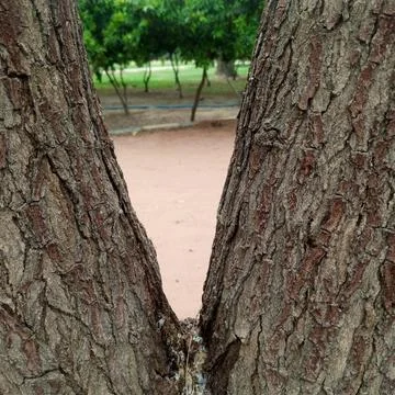 Looking directly through V shaped fork in tree trunk showing sandy park Stock-Fotos