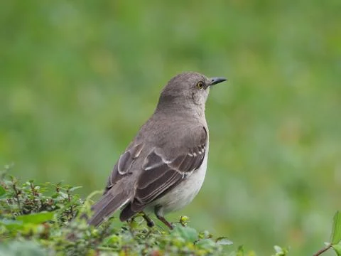 Looking into the Distance Stock-Fotos
