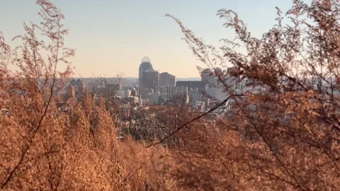 Looking at a distant city through natural tall grass Stock Footage 256950716