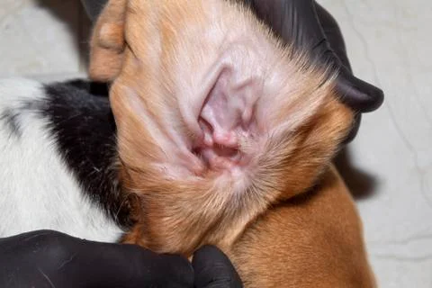 Looking into a dogs ear Stock Photos