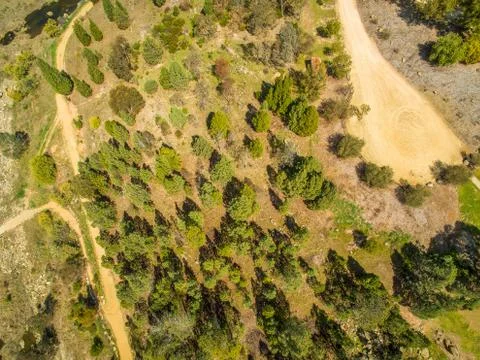 Looking dow at conifer trees with shadows - aerial view Stock Photos