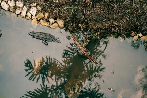 Looking down on an alligator head in green water Stock Photos