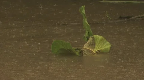 Looking Down On The Amazon River 3 Video stock 19034473