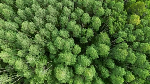 Looking Down On Aspens Video stock 231590086