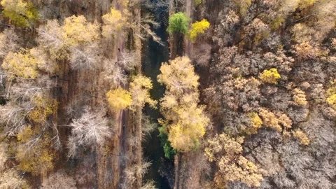 Looking down on autumn forest and river, Fall splendor, Drone flight Stock Footage 256232574