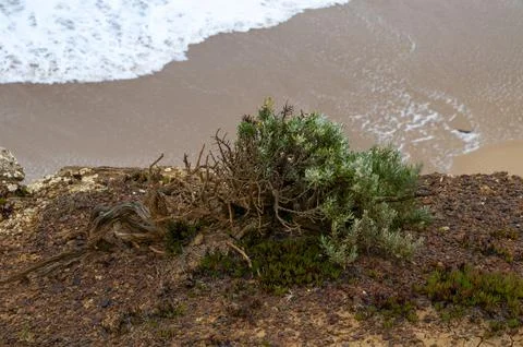 Looking down to beach from cliff top, with salt bush shrub in foreground Stock Photos