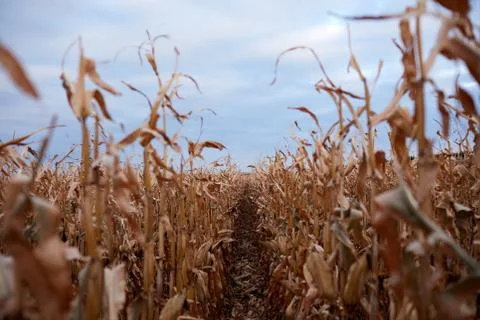 Looking down between rows of maize plants Stock Photos