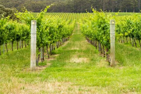 Looking down between two rows of Grapevines at winery Foto stock