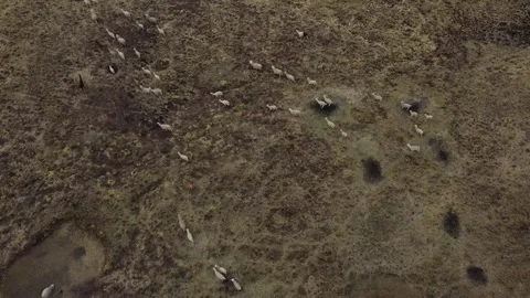 Looking down on big flock of llama slowly moving over light brown grassland  Stock Footage 251826190