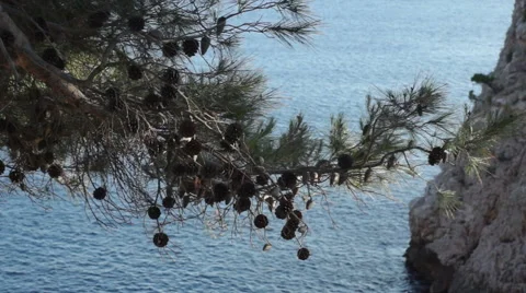 Looking down onto blue cove of the Adriatic sea shot through pine tree Stock Footage 51803800