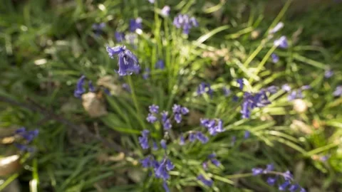 Looking Down on Bluebells - Timelapse - 4K - 23.98 fps - England - UK Stock Footage 147495071
