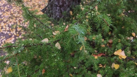 Looking Down At Bright Green Conifer Branches Above Fallen Autumn Leaves Stock Footage 348527120