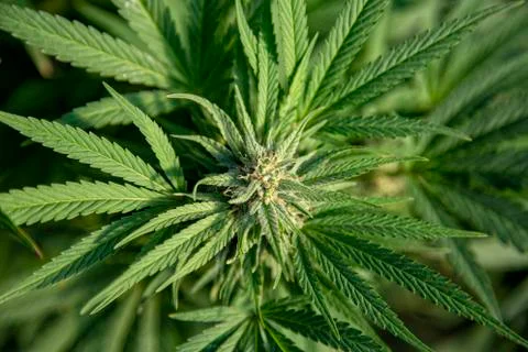 Looking down on a bud Stock Photos