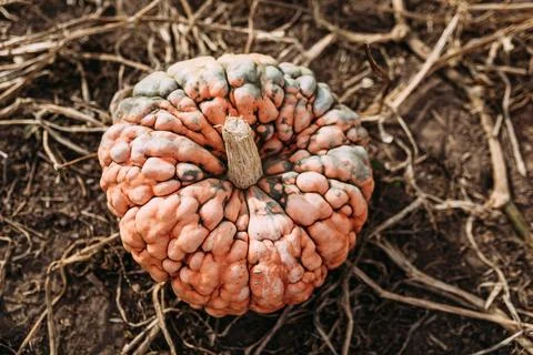 Looking down at bumpy orange and green pumpkin in pumpkin patch Stock Photos