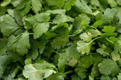 Looking down at a bunch of coriander/cilantro leaves Stock Photos