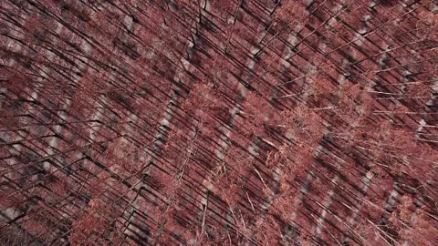 Looking Down On Burnt Trees From The Australian Bushfires Aftermath Stock Footage 132324688