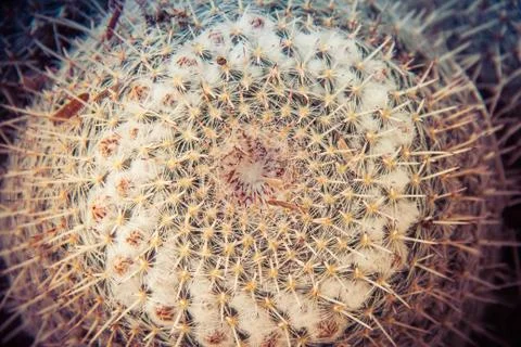 Looking down into a Cactus 库存照片