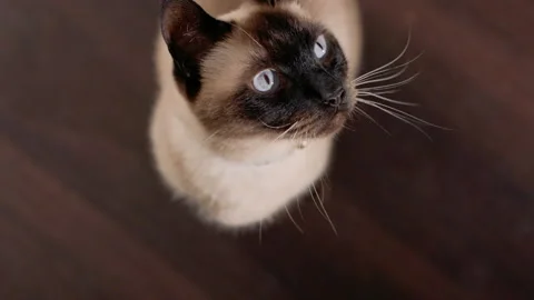 Looking Down on a Cat Looking Up Slow Motion Stock Footage 147362392