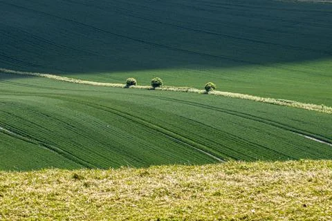 Looking down at cereal crops growing in the Sussex countryside, sunshine an.. Stock Photos