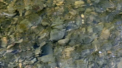 Looking down into a clear river with rounded rocks. The water is moving  Stock Footage 220452346