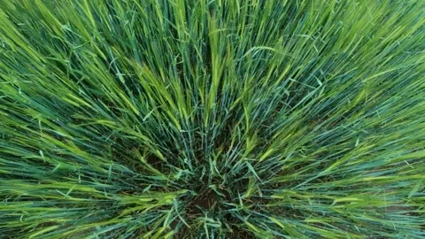 Looking down close up young green wheat growing on farming field Stock Footage 131297892